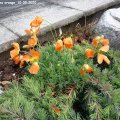 Papaver_alpina_orange_10.05.2020