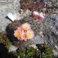 Pediocactus_simpsonii_25.04.2020