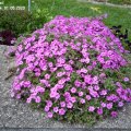 Phlox_douglasii__Crackerjack_01.05.2020