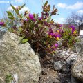 Polygala_camaebuxus_10.04.2020