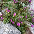 Polygala_chamaebuxus_Multicolor_Kreuzblume_25.04.2020