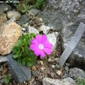 Primula_forsteri_05.07.2020
