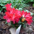 Rhododendron_repens_Scarlet_Wonder_01.05.2020