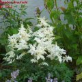 Astilbe_Arendsii_Brautschleier_09.07.2011