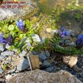 Gentiana_septemfida_var._langodeschia_09.07.2011