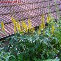 Ligularia_Przewalski_09.07.2011_