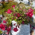 Mimulus_cupreus_Roter_Kaiser_09.07.2011
