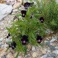 Schwarze_Viola_24.07.2011