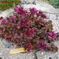 Sedum_Fuldaglut_24.07.2011