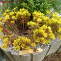 Sedum_Oreganum_24.07.2011