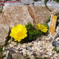 Adonis_vernalis_Alpinum_09_03.04.2011