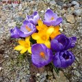 Crocus_2_27.03.2011