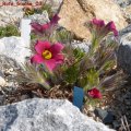 Pulsatilla_Rote_Glocke_03.04.2011