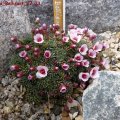 Saxifraga_Bellisant_27.03.2011