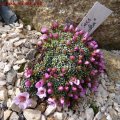 Saxifraga_Laka_27.03.2011