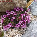 Saxifraga_Love_Me_27.03.2011