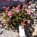 Saxifraga_Peach_Melba_03.04.2011