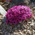 Saxifraga_Satchmo_03.04.2011