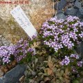 Thlaspi_stylosum_27.03.2011