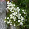 Arenaria_montana_21.05.2011