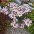 Chrysanthemum_weyrichianum_28.05.2011_029