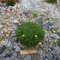 Cotula_hispida_28.05.2011