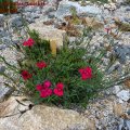 Dianthus_deltoides_Leuchtfunk_28.05.2011
