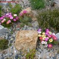 EinjÃ¤hrige_Delosperma_11.06.2011