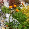 Erigeron_aurantiaca_21.05.2011