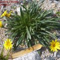 Gazania_linearis_Colorado_Gold_21.05.2011