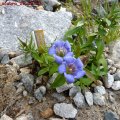 Gentiana_scabra_29.05.2011