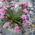 Lewisia_cotyledon_21.05.2011