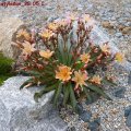 Lewisia_cotyledon_28.05.2011