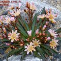 Lewisia_cotyledon_Little_Plum__21.05.2011