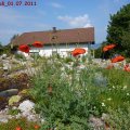 Papaver_Burseri_01.07.2011