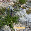 Phyteuma_scheuchzeri_29.05.2011