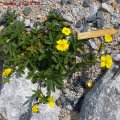 Potentilla_aurea_21.05.2011