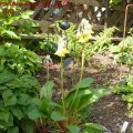 Primula_waltonii_Mix_28.05.2011