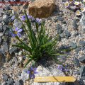 Sisyrinchium_angustifolia_21.05.2011