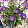 Aster_Alpinus_Blau_23.05.09