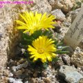 Delosperma_congestum_24.04.09