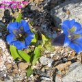 Gentiana_Stengelloser_Enzian-_acuaulis_11.05.08