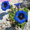 Gentiana_acaulis_02.05.09