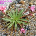 Lewisia_longipetala_Little_Plum_16.05.09