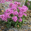 Lychnis_Alpina_Alpenpechnelke_16.05.09