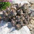 Orostachys_iwarenge_13.09.09