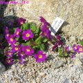 Primula_Juliae_Hybr._13.04.09