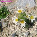 Pulsatilla_vulgaris_ALBA_09.04.09