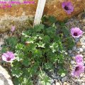 geranium_cinerum__Ballerina_21.05.09