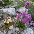 06.05.2012_Lychnis_alpina_-_Alpenlichtnelke